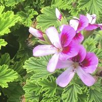 Orange Scented Geranium Pelagorium Orange