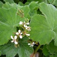 Peppermint Scented Geranium Pelagorium Peppermint