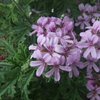 Rober's Lemon Scented Geranium Pelagorium Rober's Lemon