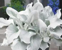 Angel Wings Senecio Angel Wings