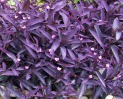 Purpurea Setcreasea Purpurea
