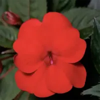 Deep Red Sunpatiens Deep Red