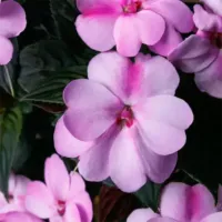 Lavender Splash Sunpatiens Lavender Splash