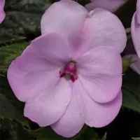 Orchid Blush Sunpatiens Orchid Blush