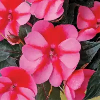 Red Candy Sunpatiens Red Candy