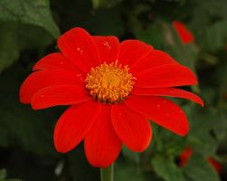 Mexican Sunflower Tithonia Mexican Sunflower