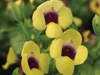 Guilded Grape Torenia Catalina Guilded Grape