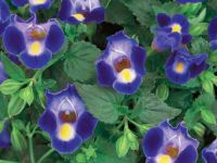 Midnight Blue Torenia Catalina Midnight Blue