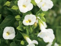 White Linen Torenia Catalina White Linen