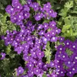 Sun Kiss Blue Verbena Empress Flair Sun Kiss Blue