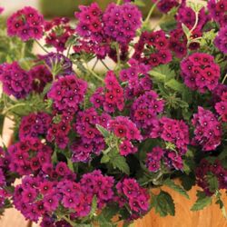 Burgundy Verbena Superbena Burgundy
