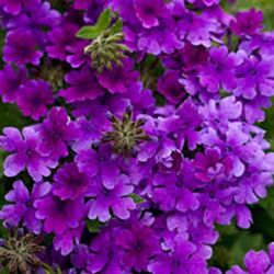 Dark Blue Verbena Superbena Dark Blue