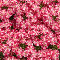 Royale Cherryburst Verbena Superbena Royale Cherryburst