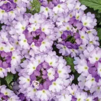 Sparkling Amethyst Verbena Superbena Sparkling Amethyst