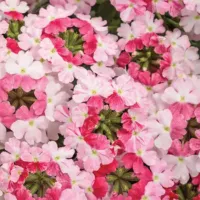 Sparkling Rose Verbena Superbena Sparkling Rose
