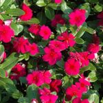 Burgundy Vinca Flowering Titan Burgundy