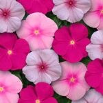 Summer Breeze Mix Vinca Titan Summer Breeze Mix