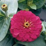 Cherry Sunrise Zinnia Magellan Cherry