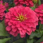 Coral Zinnia Magellan Coral