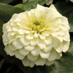 Ivory Zinnia Magellan Ivory