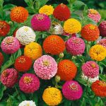 Mix Zinnia Magellan Mix