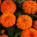 Orange Zinnia Magellan Orange
