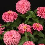 Pink Zinnia Magellan Pink