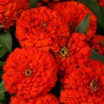 Scarlet Zinnia Magellan Scarlet