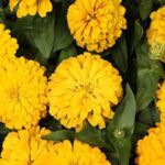 Yellow Zinnia Magellan Yellow