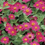 Cherry Zinnia Profusion Cherry