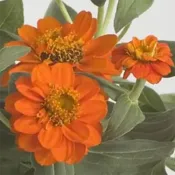 Fire Zinnia Profusion Double Fire