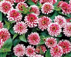 Cherry Ivory Zinnia Sizzle Cherry Ivory