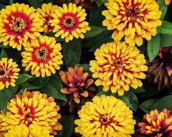 Scarlet Yellow Zinnia Sizzle Scarlet Yellow