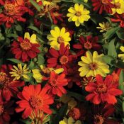Bonfire Mix Zinnia Zahara Bonfire Mix