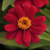 Red Zinnia Zahara Red