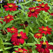 Fire Zinnia Zahara Scarlet