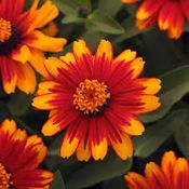Sunburst Zinnia Zahara Sunburst
