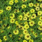 Yellow Zinnia Zahara Yellow