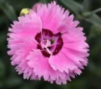 Pop Star Dianthus Star Double Pop Star