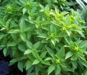 Spicy Globe Basil Spicy Globe