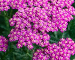 Rose Achillea New Vintage Rose