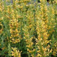 Yellow Agastache Kudos Yellow