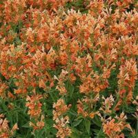 Orange Agastache Poquito Orange
