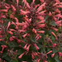 Coral Agastache Summerlong Coral