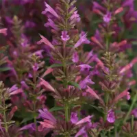 Magenta Agastache Summerlong Magenta