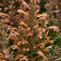 Peach Agastache Summerlong Peach