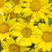 Golden Butterfly Argyranthemum Golden Butterfly