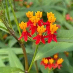 Red Deep Asclepias Silky Red Deep