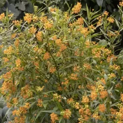 Gold Asclepias Silky Gold
