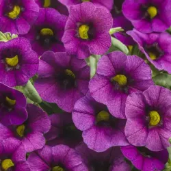 Plum Calibrachoa Superbells Plum